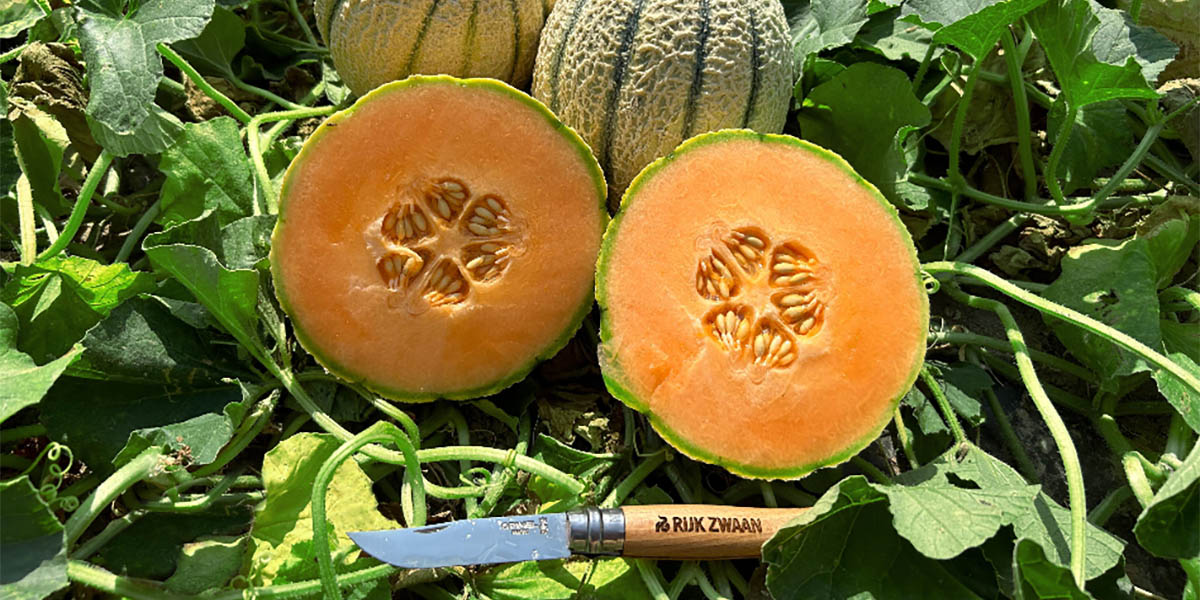 Rijk Zwaan Italia al Primo Simposio del Melone Mantovano IGP 